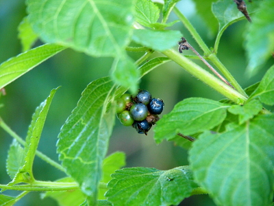 [Amid green leaves is a clump of berries. The ones on the right side of the clump have turned blue while the leftmost ones are still green.]